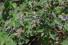 Solanum anguivi
